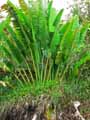 Ravenala madagascariensis