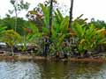 Ravenala madagascariensis