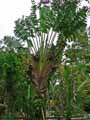 Ravenala madagascariensis