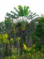 Ravenala madagascariensis