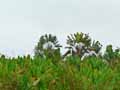 Ravenala madagascariensis