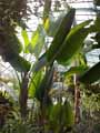 Strelitzia nicolai