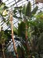 Strelitziaceae-Strelitzia-nicolai-Oiseau-du-paradis.jpg