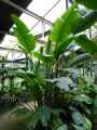 Strelitziaceae-Strelitzia-nicolai-alba-Oiseau-de-paradis-blanc-9924.jpg