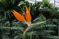 Strelitzia reginae