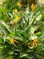 Strelitzia reginae