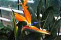 Strelitziaceae-Strelitzia-reginae-Oiseau-de-paradis-Strelizie-de-la-reine.jpg