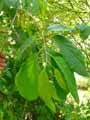 Halesia carolina