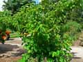 Styracaceae-Pterostyrax-hispida-Arbre-aux-epaulettes.jpg