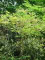 Symplocos paniculata