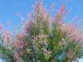 Tamarix gallica