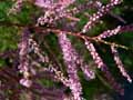 Tamarix gallica