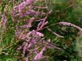 Tamarix gallica