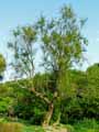 Tamarix ramosissima