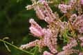 Tamarix ramosissima