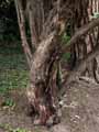Taxaceae-Cephalotaxus-harringtonia-var.-drupacea-Pin-Japonais-a-queue-de-vache.jpg