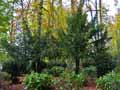 Taxus baccata