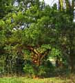 Taxus baccata