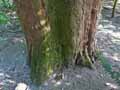 Taxus baccata