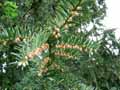 Taxus baccata