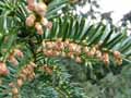 Taxus baccata