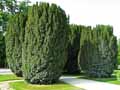 Taxus baccata Fastigiata