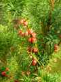 Taxus baccata