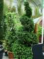 Taxus baccata