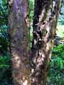Taxus baccata