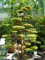 Taxodiaceae-Cryptomeria-elegans-Cedre-du-Japon-20131128152336.jpg