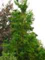 Taxodiaceae-Cryptomeria-japonica-Cedre-du-Japon-20131128152344.jpg