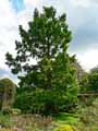 Metasequoia glyptostroboides