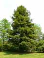 Sequoia sempervirens