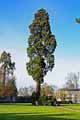 Sequoiadendron giganteum