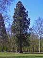 Sequoiadendron giganteum