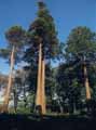 Sequoiadendron giganteum