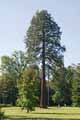 Sequoiadendron giganteum