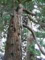 Sequoiadendron giganteum