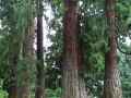 Sequoiadendron giganteum