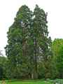 Sequoiadendron giganteum