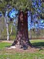 Taxodiaceae-Sequoiadendron-giganteum-Sequoia-geant.jpg