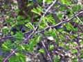 Taxodium distichum