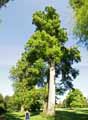 Taxodium distichum
