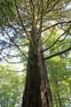 Taxodium distichum