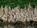 Taxodium distichum