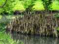 Taxodium distichum
