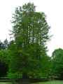 Taxodium distichum