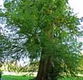 Taxodium distichum