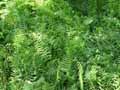 Thelypteris palustris