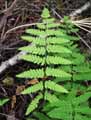 Thelypteris palustris